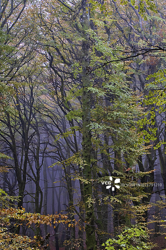 秋天的山毛榉树林图片素材