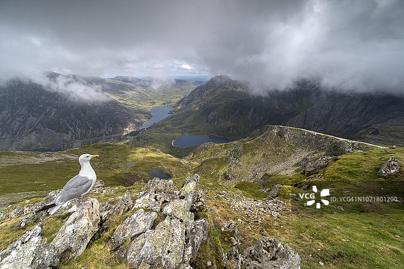 斯诺多尼亚格莱德劳山脉Y Garn山上的海鸥图片素材