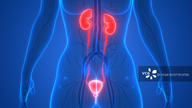 人体泌尿系统肾脏与膀胱解剖学图片素材