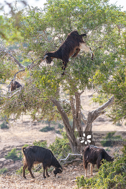 山羊爬树觅食图片素材