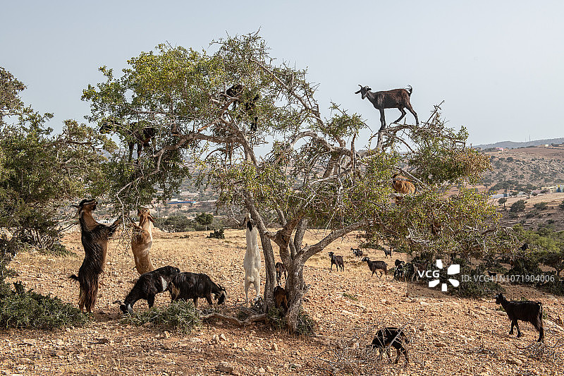 树林中的羊群图片素材