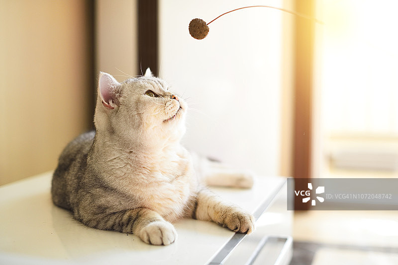 猫咪玩耍玩具图片素材