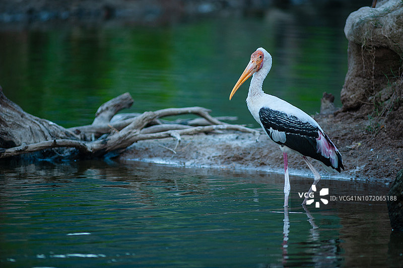 彩鹳在自然环境中觅食图片素材