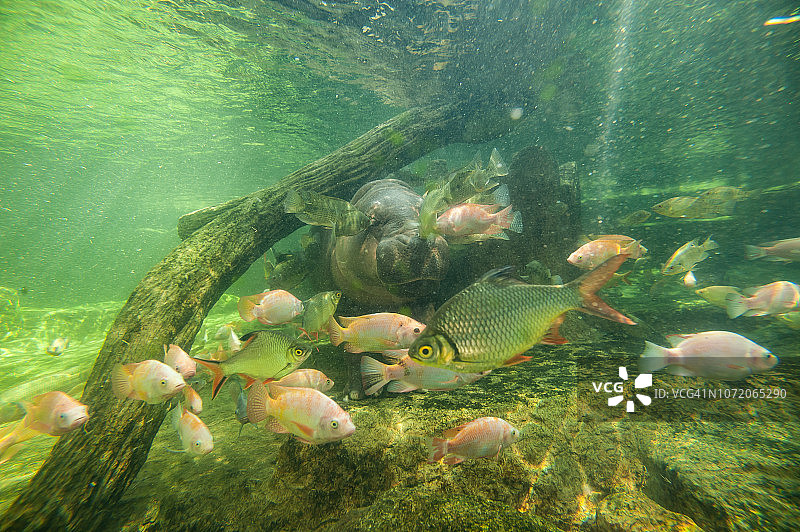 水下侏儒河马，玻璃后有鱼图片素材