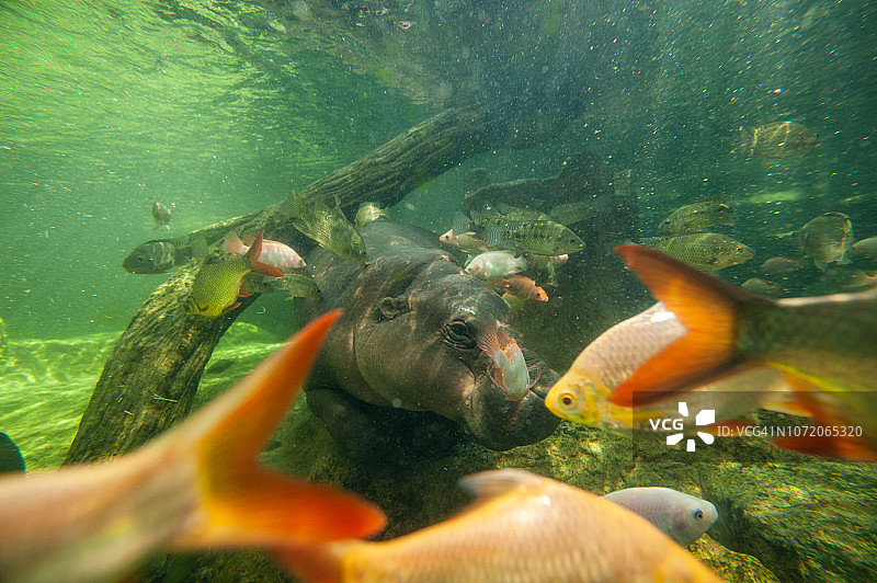 水下侏儒河马，玻璃后有鱼图片素材