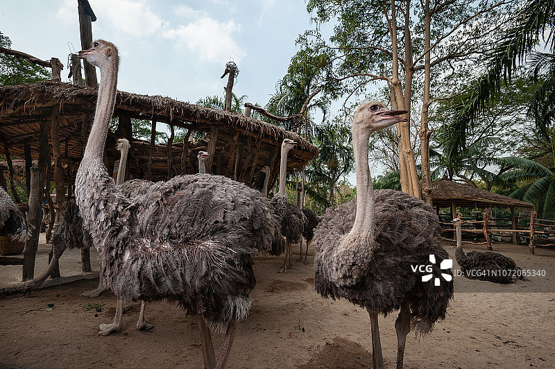 动物园里一群雄性鸵鸟非常靠近铁丝网图片素材
