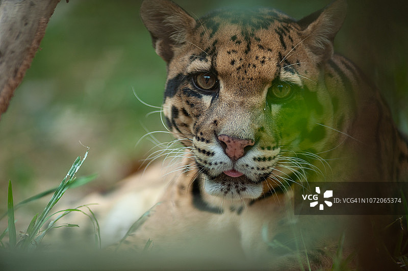 美丽的成年雄性云豹肖像图片素材