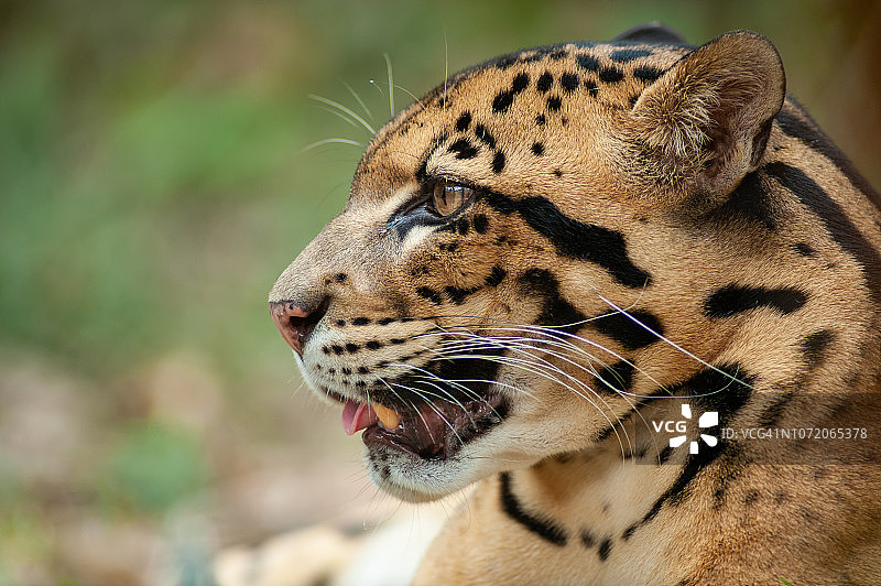 美丽的成年雄性云豹肖像图片素材
