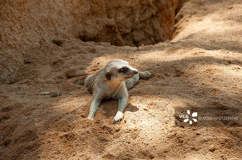 猫鼬躺下休息图片素材