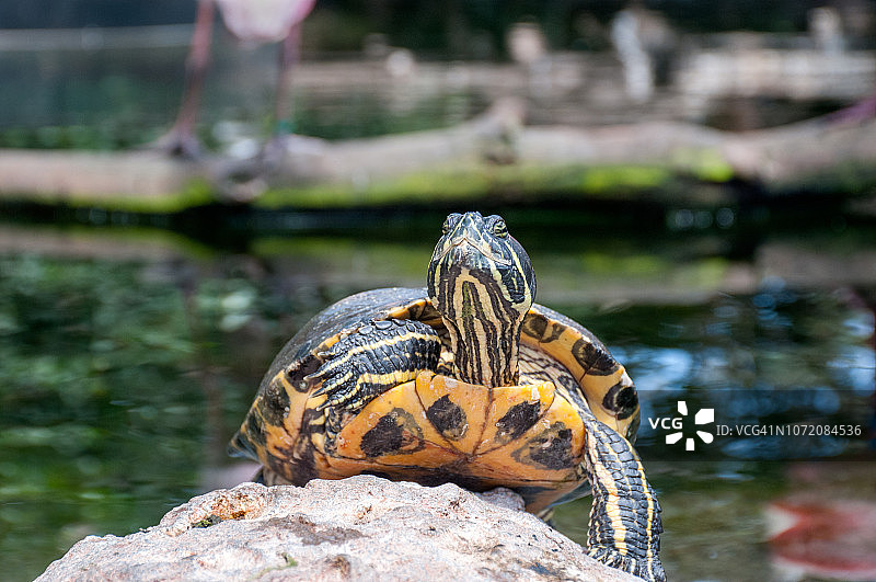 海龟（正面）图片素材