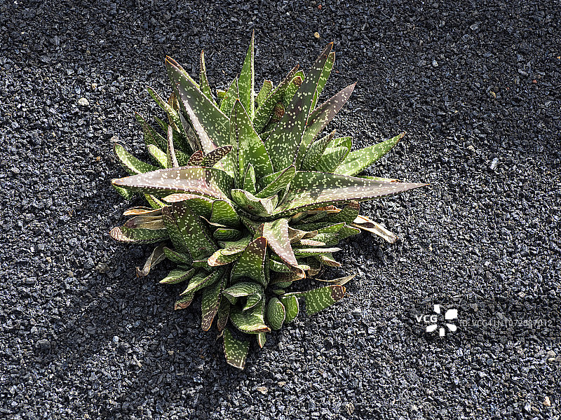 火山黑土地背景上的芦荟图片素材