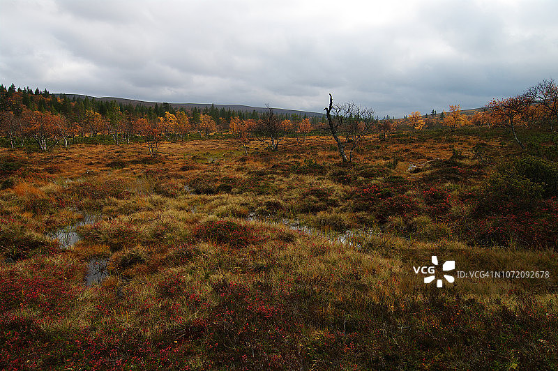 Rumakuru和Rautulampi小屋之间典型的忧郁风景图片素材