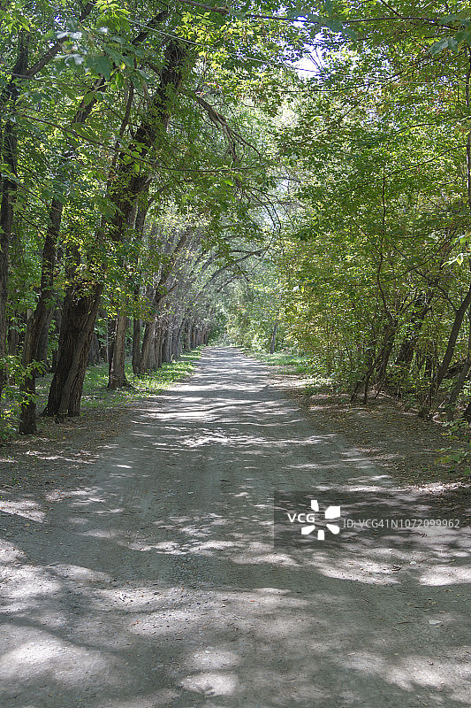 土路旁的弯曲树木图片素材