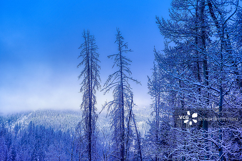 冬季树木风景图片素材