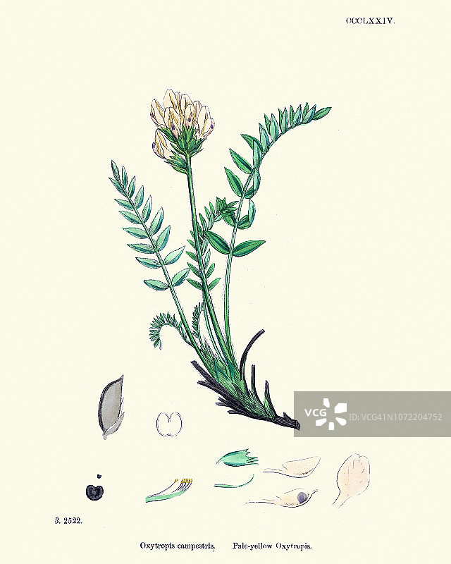 植物：野地黄芪图片素材