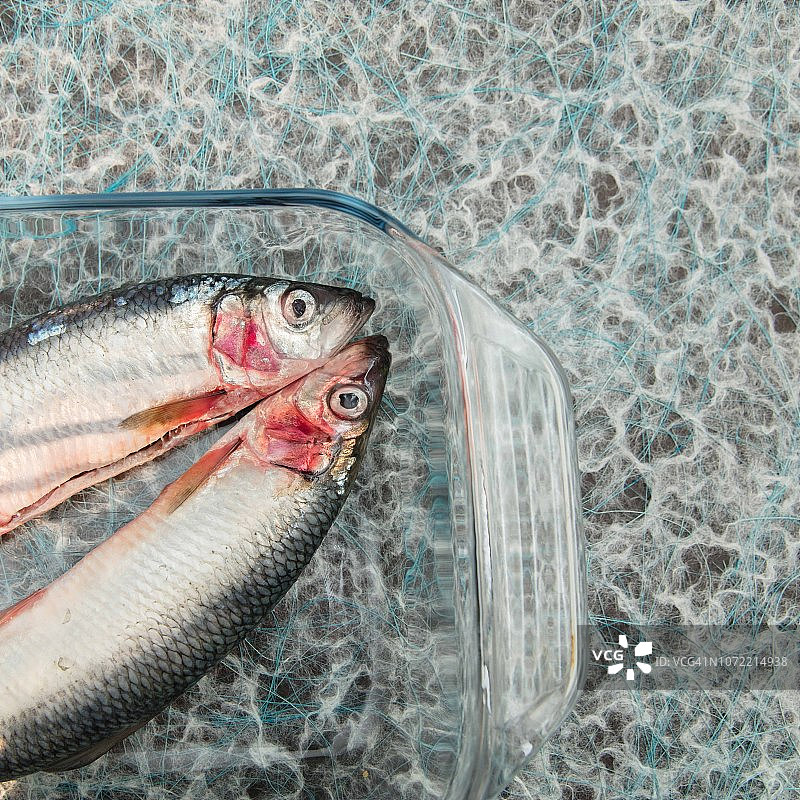 鲱鱼图片素材