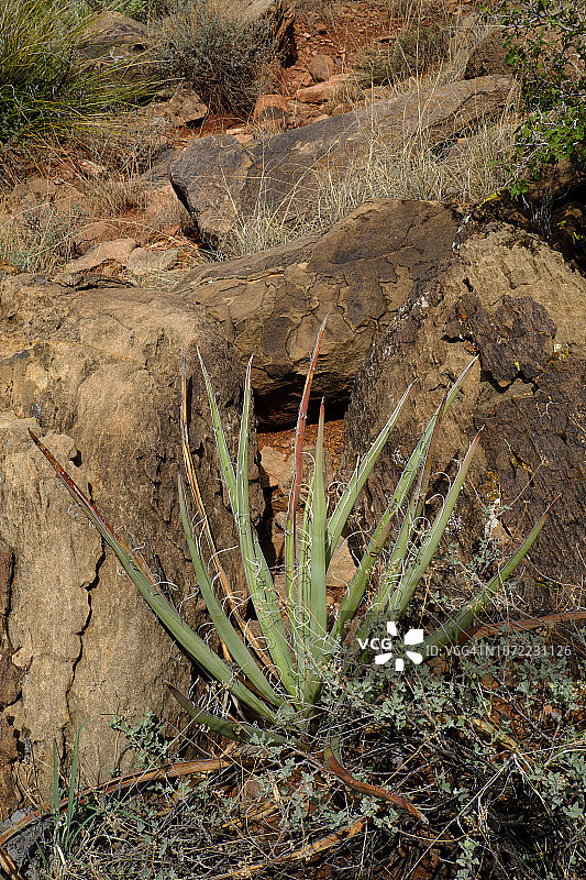 沙漠环境中的香蕉丝兰图片素材