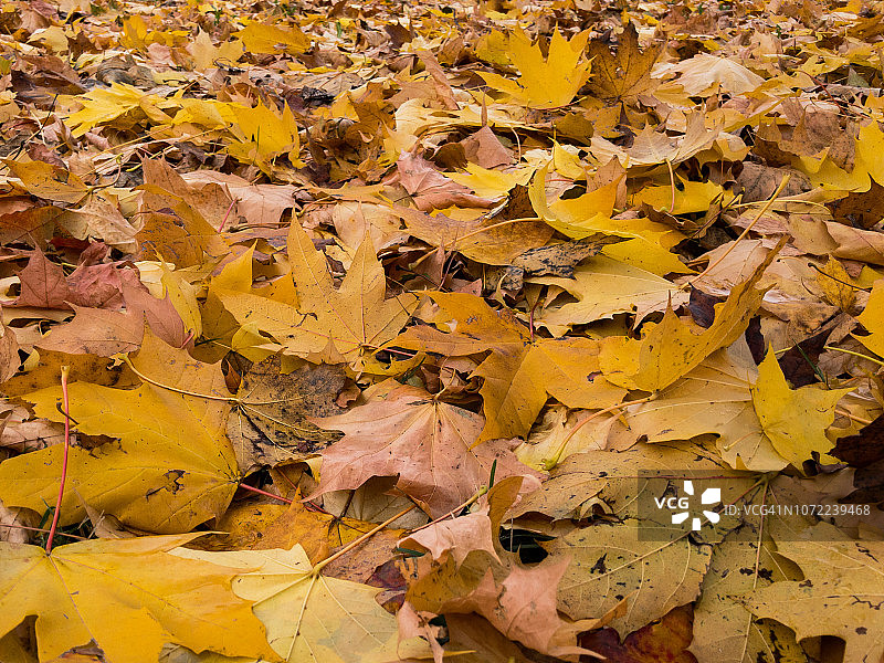 沥青路上被雨水浸湿的干树叶图片素材
