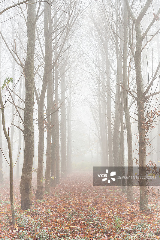 涅夫拉图片素材