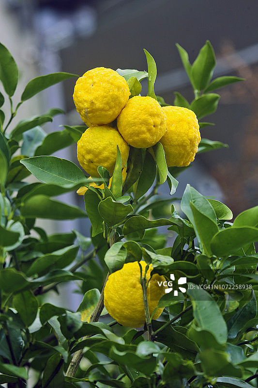 树上的柚子图片素材