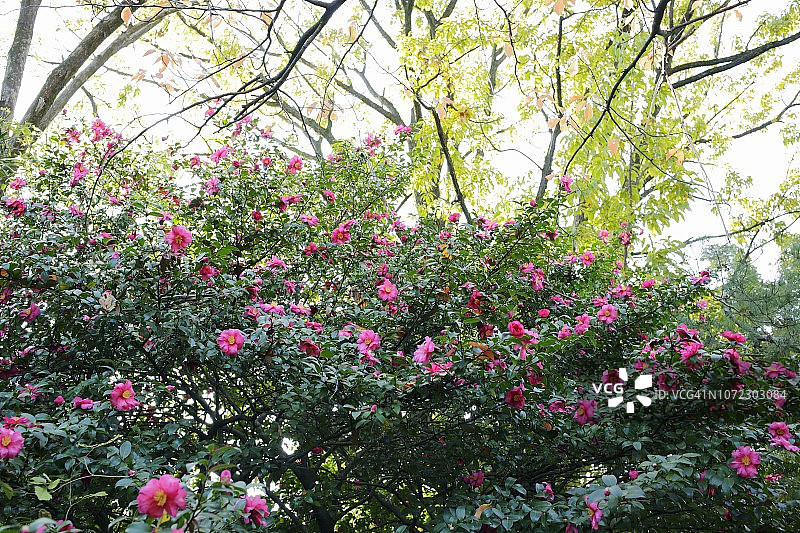 山茶花油茶花图片素材