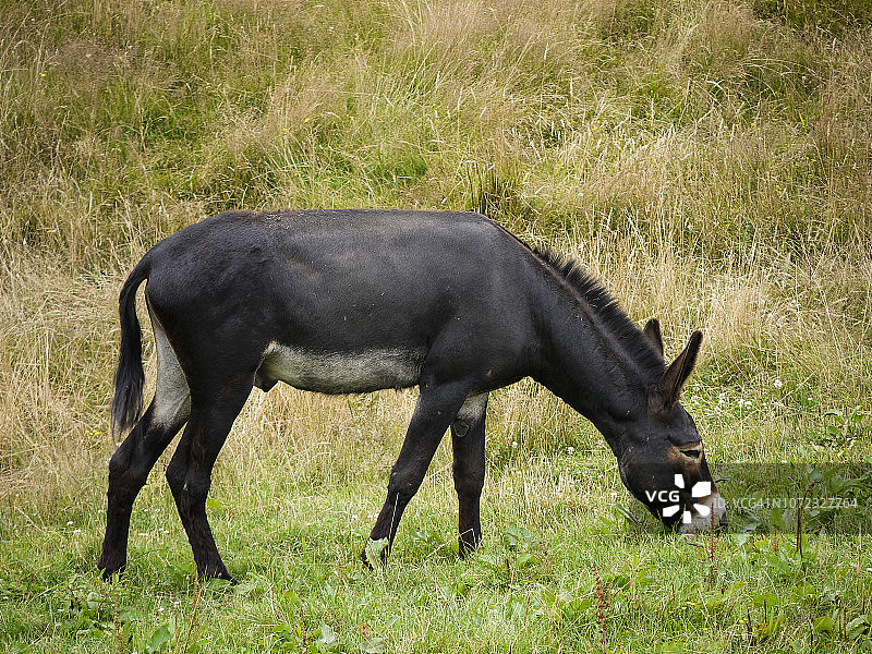 一头驴在草地上平静地吃草图片素材