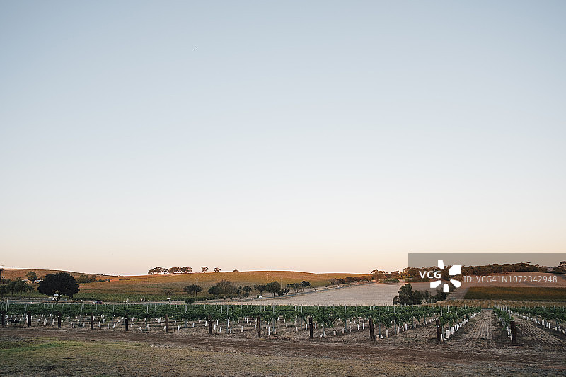 黄昏下的葡萄园图片素材