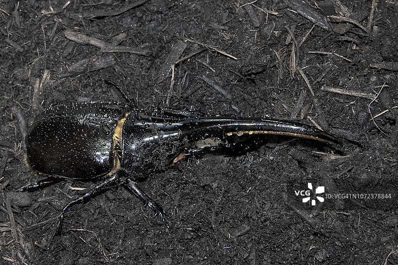 长戟大兜虫图片素材