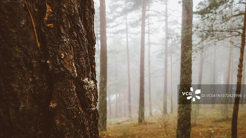 涅夫拉图片素材