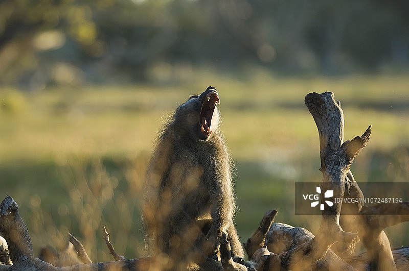 豚尾狒狒（Papio ursinus）展示犬齿，博茨瓦纳莫雷米保护区图片素材