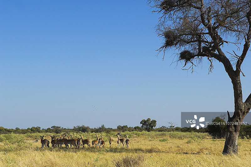 博茨瓦纳乔贝国家公园萨武蒂平原上警惕的黑斑羚群图片素材