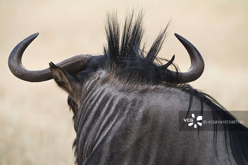 角马后视图，卡拉哈迪跨国公园，南非图片素材