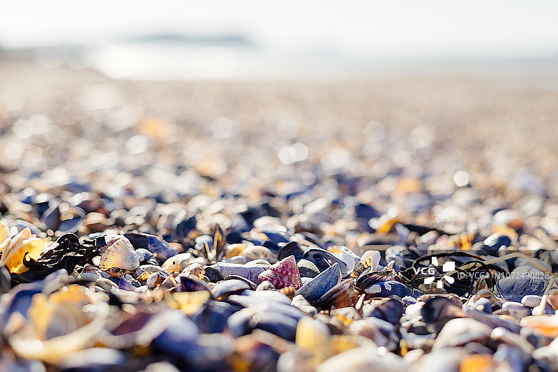 波尔兹海滩潮汐线上的海螺图片素材