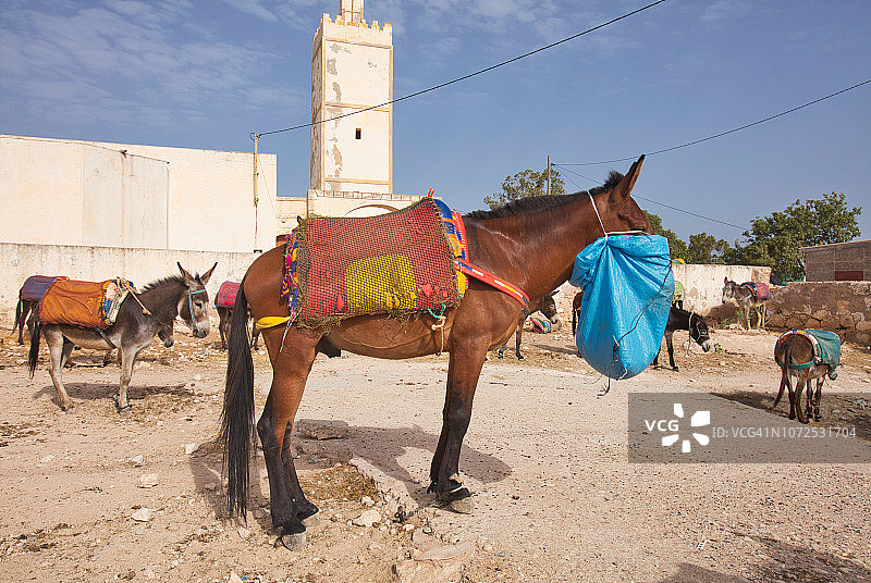 骡子进食图片素材