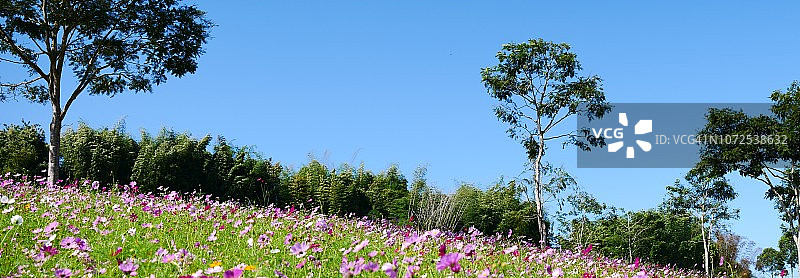 粉色和紫色波斯菊花群图片素材