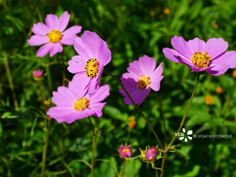 粉色大波斯菊图片素材