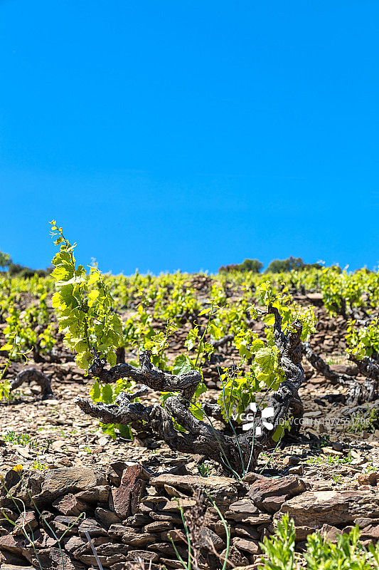 法国朗格多克-鲁西永韦梅耶海岸的巴纽尔斯-科利尤尔葡萄园图片素材