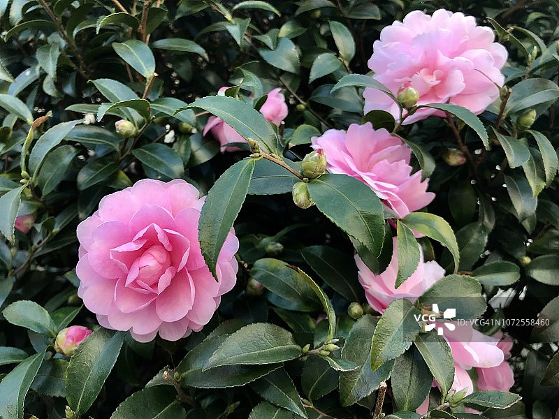 山茶花油茶花图片素材