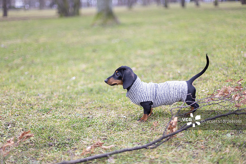 穿着暖和外套的腊肠犬幼犬图片素材