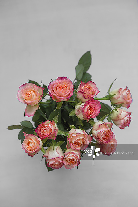 粉色玫瑰花朵图片素材