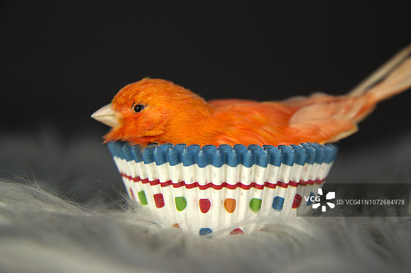 彩色纸杯蛋糕里的红色小鸟图片素材