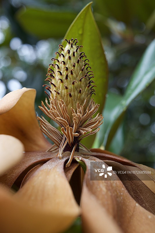 盛开后期的玉兰花图片素材