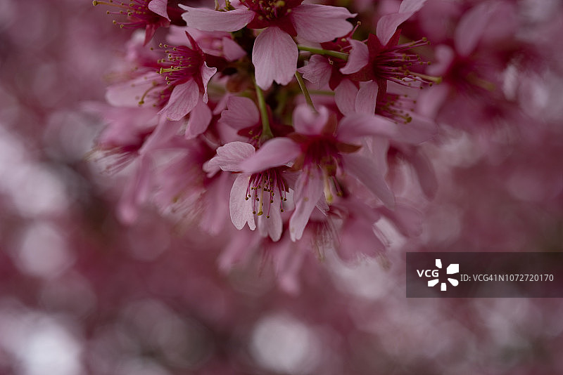 粉色樱花特写图片素材