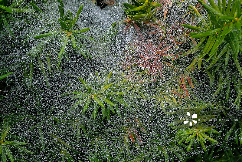 覆盖着露水的植物图片素材
