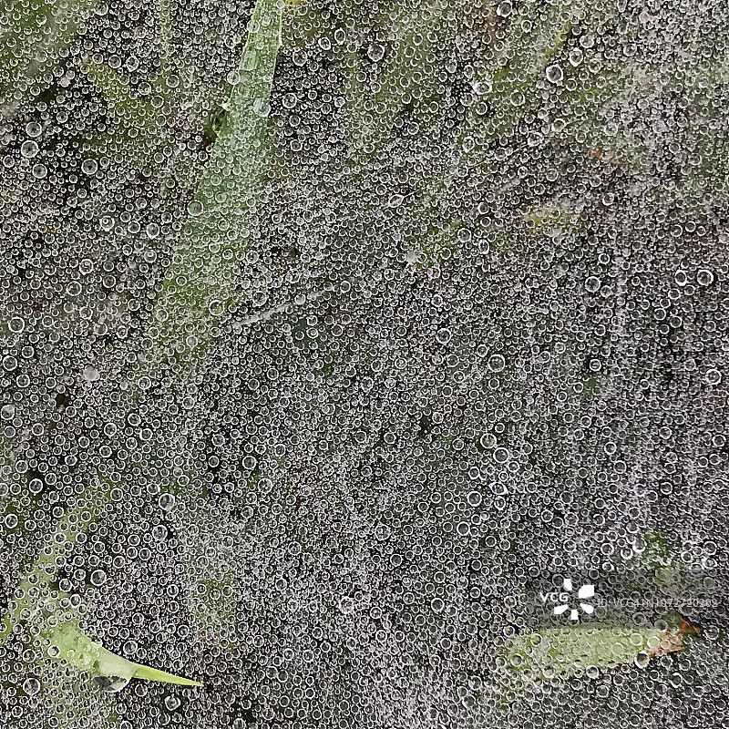 布满露珠的蜘蛛网图片素材