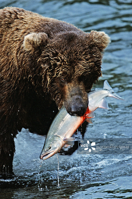 棕熊（灰熊）与鲑鱼的特写图片素材