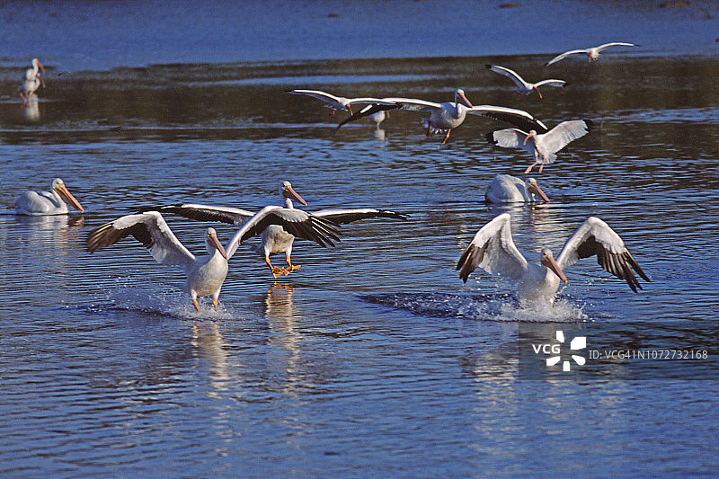 美洲白鹈鹕群降落图片素材