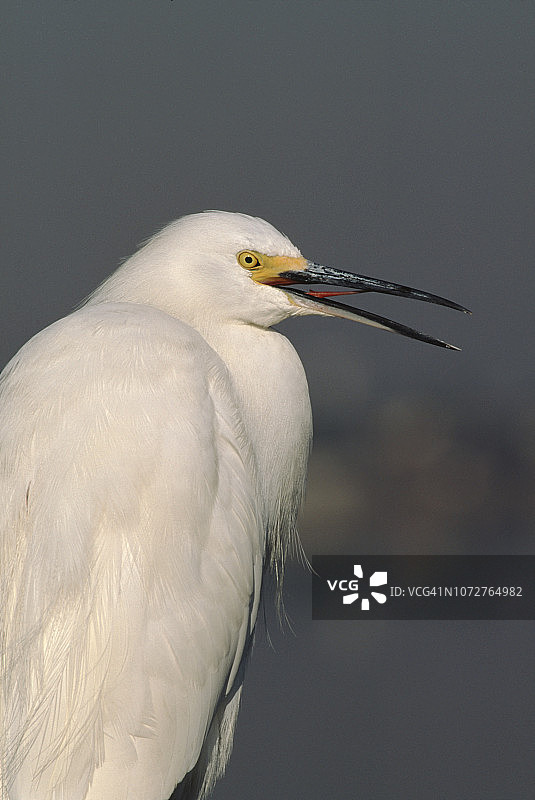 雪鹭特写，张开喙露出舌头图片素材