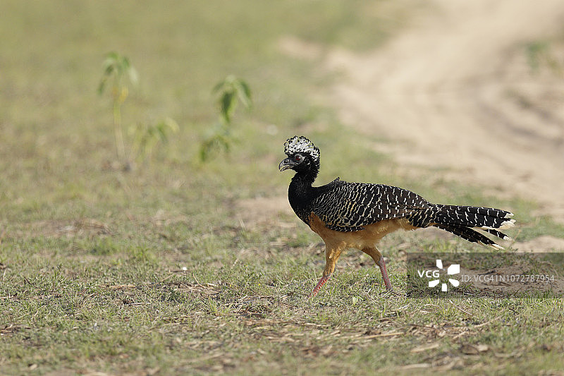 裸面蕉鸠图片素材