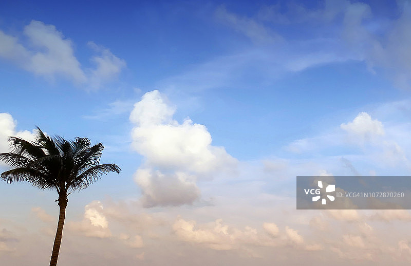 坎昆海滩上沐浴在阳光下的棕榈树图片素材
